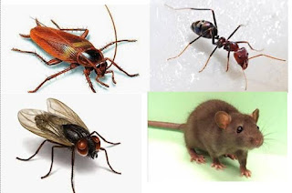 9 Tanaman Ini Bantu Usir Tikus, Semut, Kecoa dan lalat ...