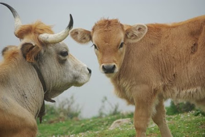 Peñamellera, vacas en las proximidades del pico El Paisanu