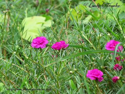 Moss rose - Portulaca grandiflora