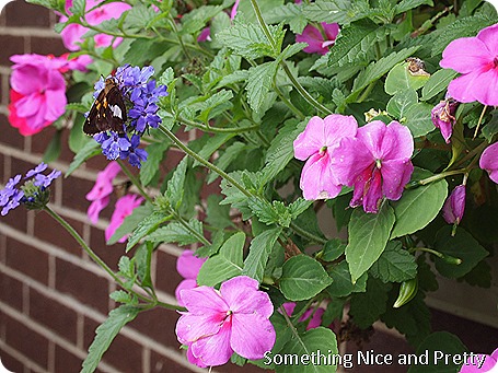 July outside 007
