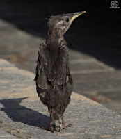 Estornino negro​ (Sturnus unicolor)