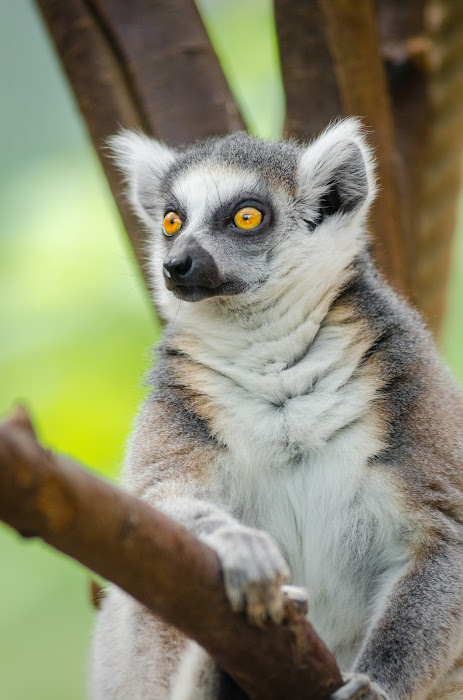Lemur primate