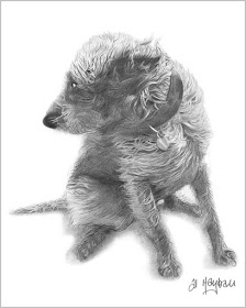 pencil study of a bedlington whippet