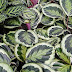 Calathea Veitchiana