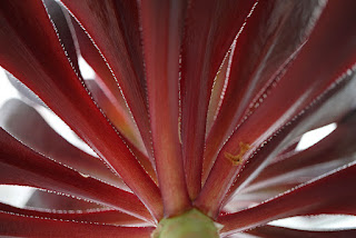 Aeonium Voodoo under leaves