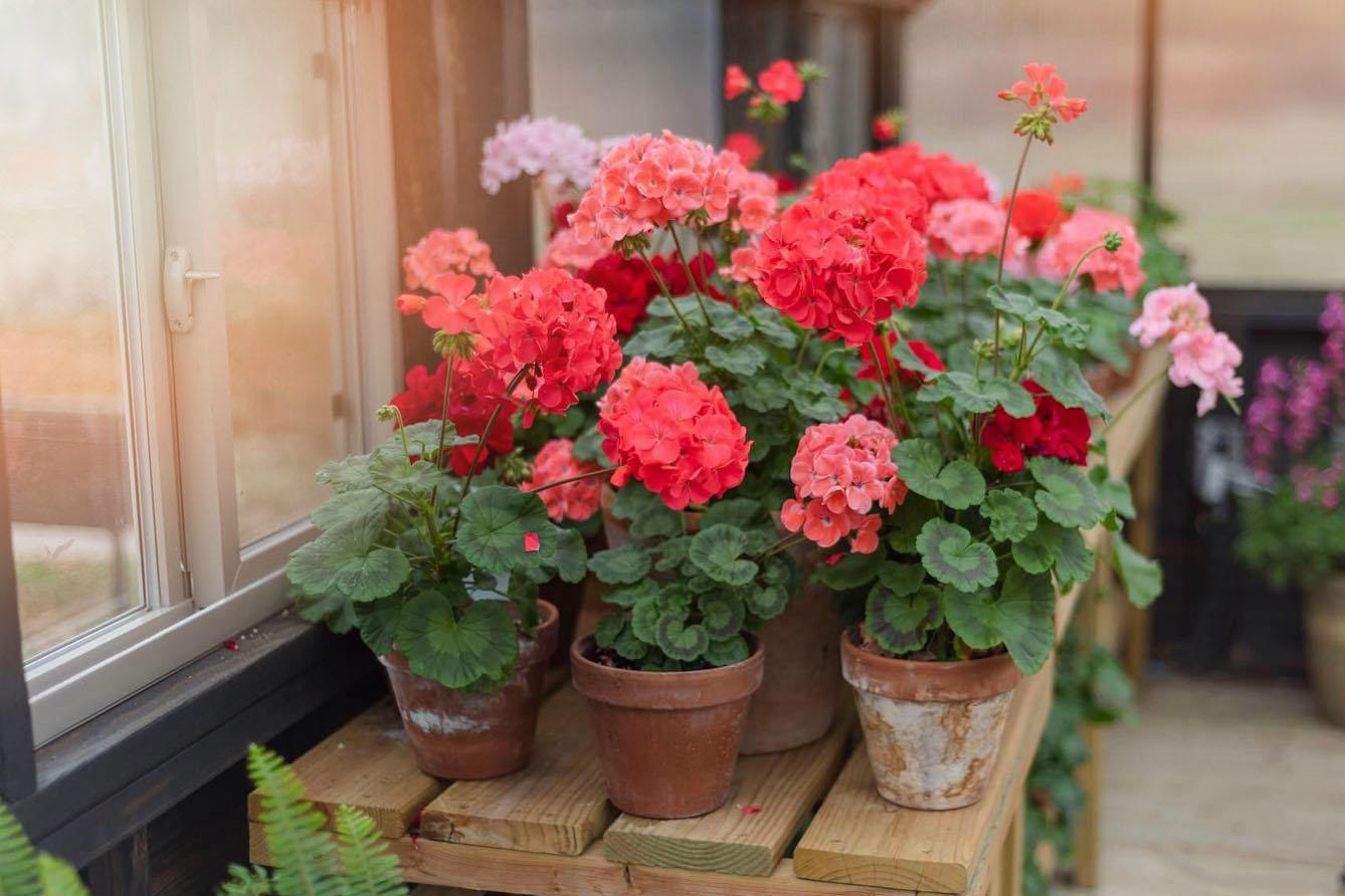 Geraniums in a Greenhouse