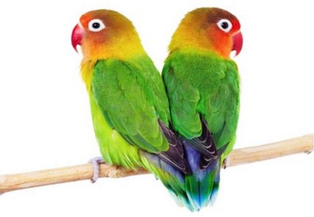 Wajib Tahu !! Cara Membedakan Ciri-ciri Burung Lovebird Jantan dan Betina