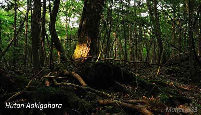 Aokigahara Wisata Hutan Bunuh Diri Di Jepang