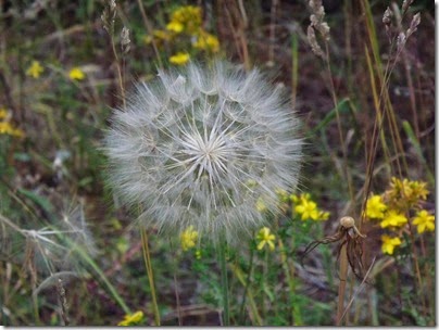 DSCF8022