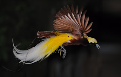 detik detik Burung Cendrawasih terbang