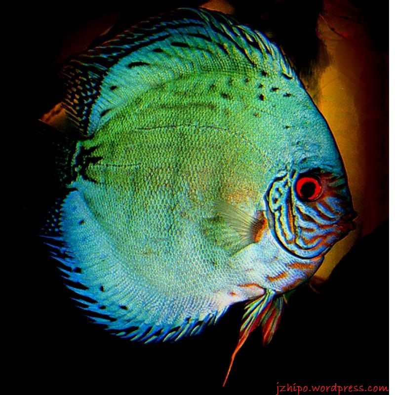 59 Paling Top Gambar Ikan  Cupang Hijau 