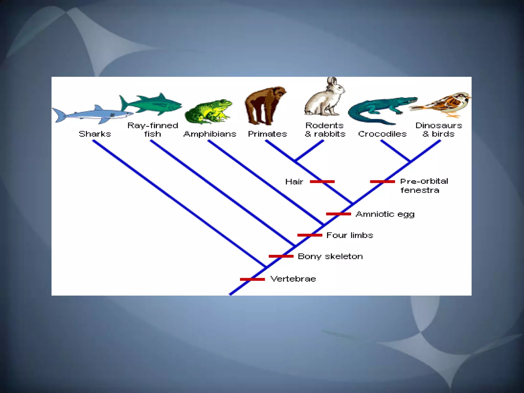 Evolução e biodiversidade resumo