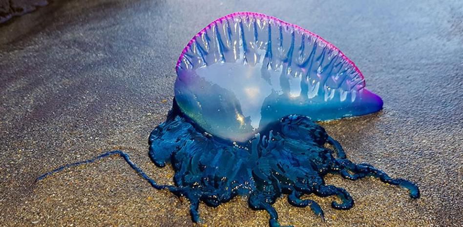 https://www.notasrosas.com/Corpoguajira: fragata portuguesa se encuentra en playas de la península