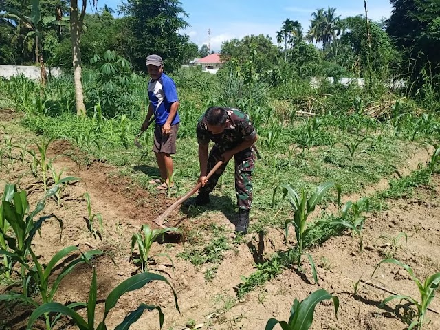 Babinsa Koramil 01/Kota Solok Motivasi Petani Jagung Di Wilayah Binaan