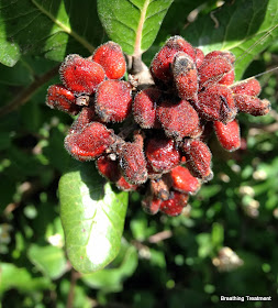 Rhus integrifolia (Lemonade Berry) leaf and berry