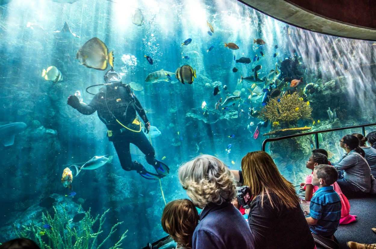 Meet ocean creatures at the Aquarium of the Pacific