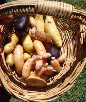 Heirloom potatoes