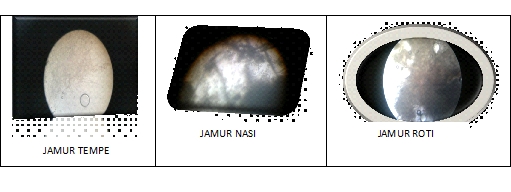 Laporan Praktikum Biologi Mengamati Struktur Tubuh Jamur