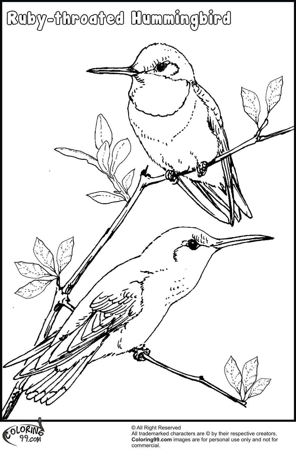 ruby throated hummingbird coloring pages