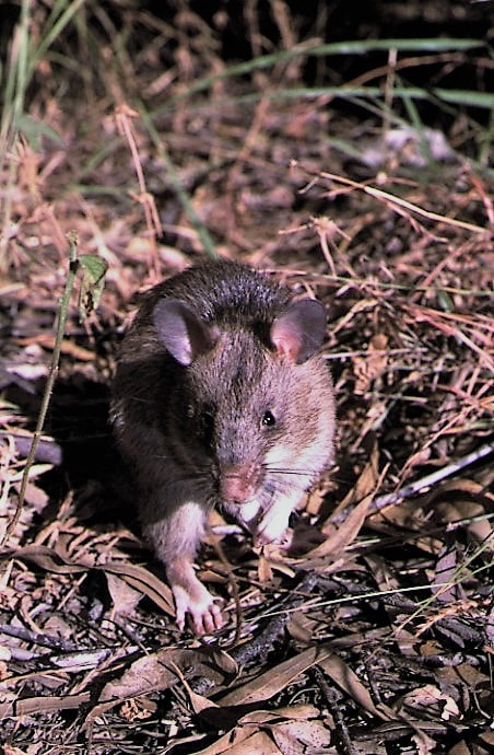 About The Gambian Pouched Rat, A Mine Cleaner From Africa