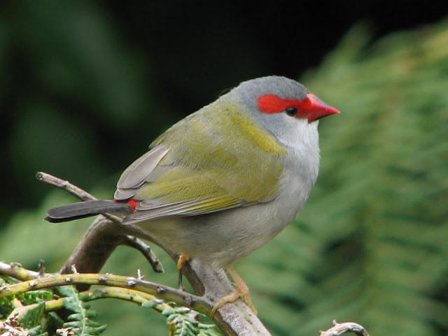 Wild Finches Birds