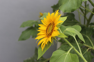 SUN FLOWER