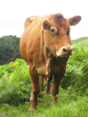 Brown cow looking quizzical