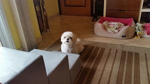 escadas para cães