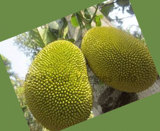 breadfruit nutrition