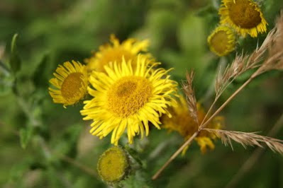 Heelblaadjes - Wûnbledsje - Pulicaria dysenterica