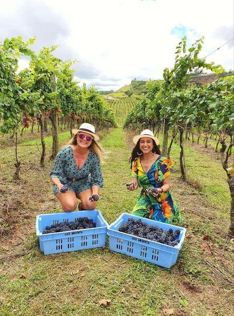 Blog Apaixonados por Viagens - Vindima - Vinícola Luiz Argenta, Rio Grande do Sul