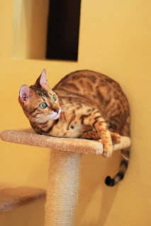 Cat behaviour, cat health