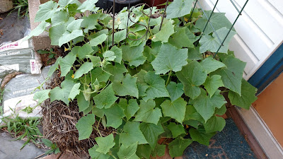 Straw Bale Garden Cucumbers