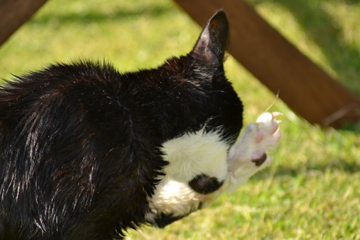 Cat's bath2
