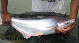 Essen Untuk Ikan Patin