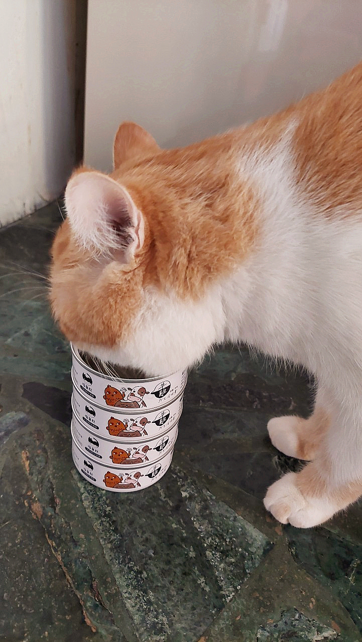 寵物｜《喵皇奴》貓咪主食罐推薦 ，我家貓主子最愛吃的罐罐(四