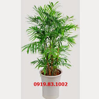 cho thuê cây văn phòng, cây nội thất