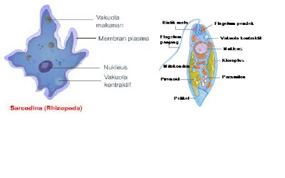 kingdom animalia Filum Protozoa Shilahudin Sirizar