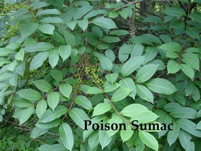 poison oak vine. between Poison Oak and Ivy