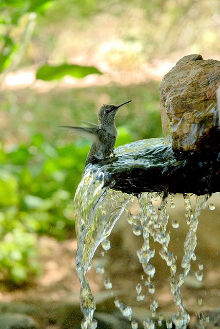 Hummingbird bathing and enjoying the water fall