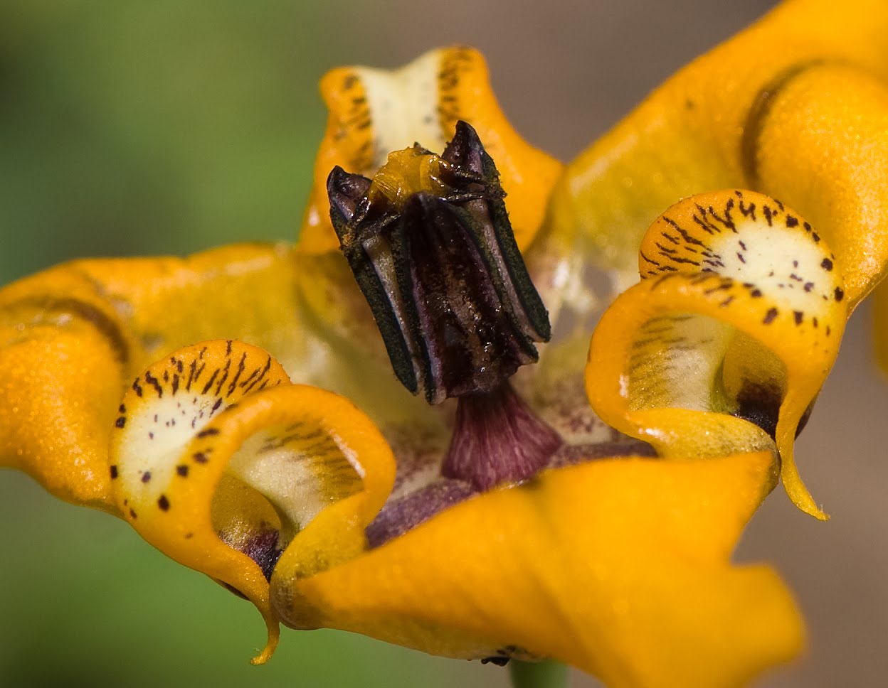 Imagenes De Flores Exsoticas - exóticas flores, orientales Descargar Fotos gratis Freepik