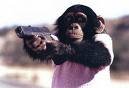 monkey