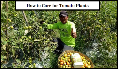 How to Care for Tomato Plants
