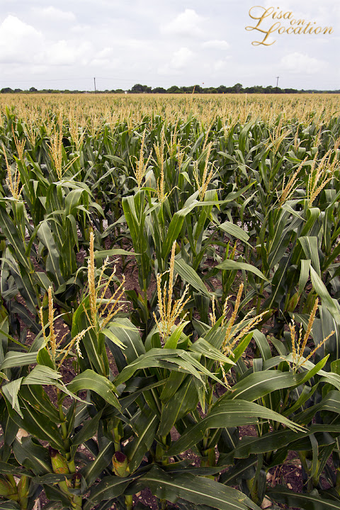 cornfield, 365 photo project, Lisa on Location photography, New Braunfels, San Marcos, Austin, San Antonio