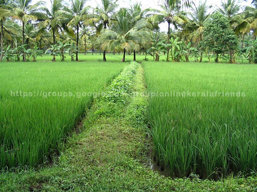 Beautiful Rice Fields in Kerala 3