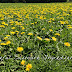 LisaLise Shows you how to dry dandelions for skincare