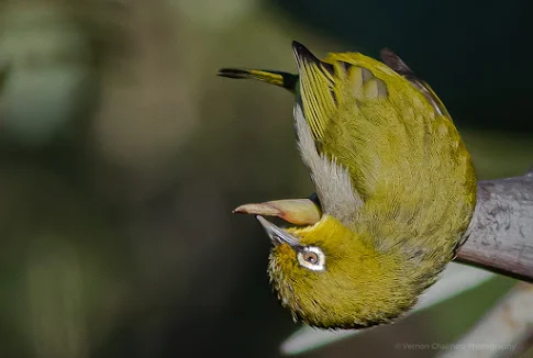 Cape White Eye Bird Kirstenbosch National Botanical Garden Cape Town Vernon Chalmers Photography