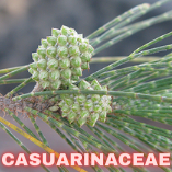 Casuarinaceae