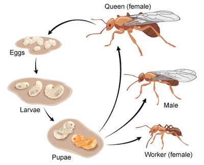 Metamorfosis Semut