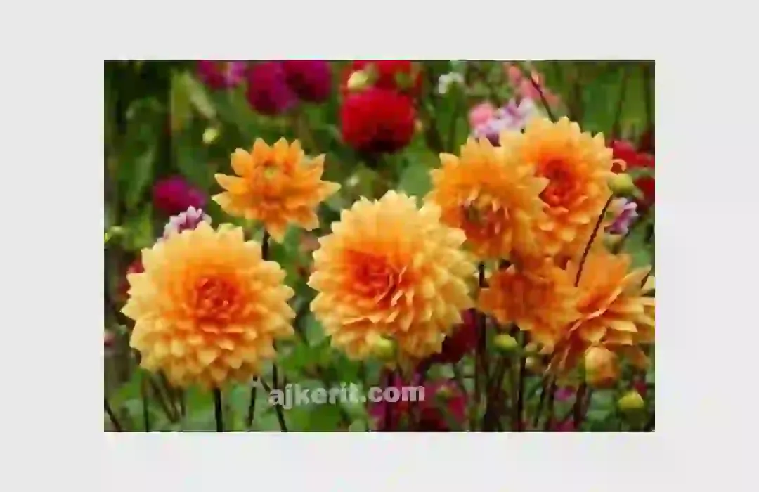 ডালিয়া ফুলের ছবি | Dahlia Flower | ডালিয়া ফুলের পিকচার